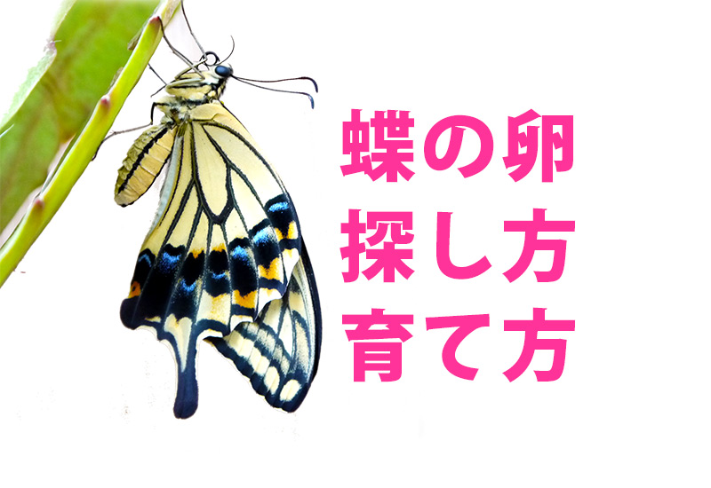 蝶の卵の育て方 卵の探し方 子どもと一緒に蝶を卵から育ててみませんか 福岡たのしか